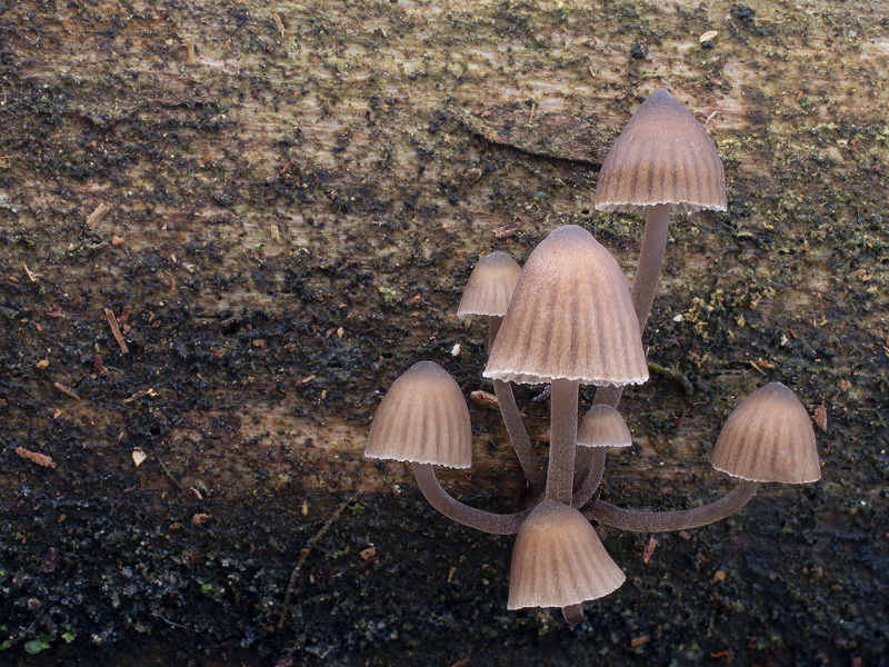 Mycena stipata